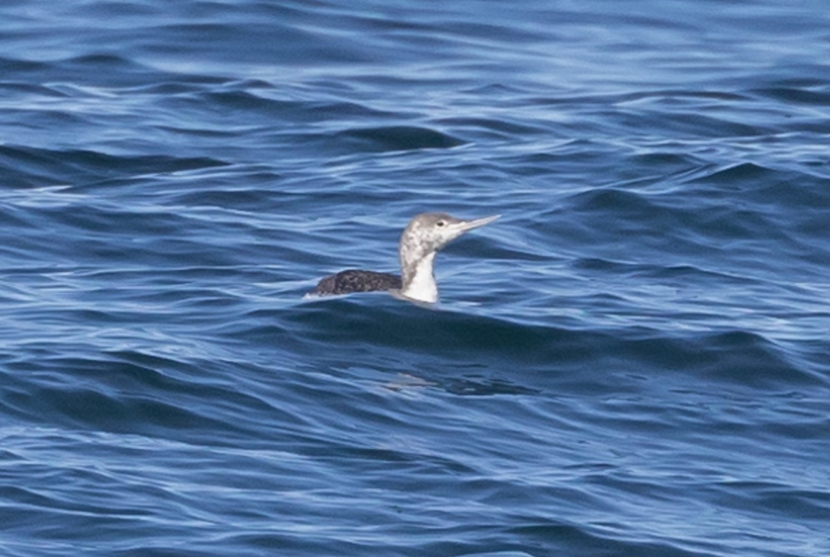 Red-throated Loon - ML620883928