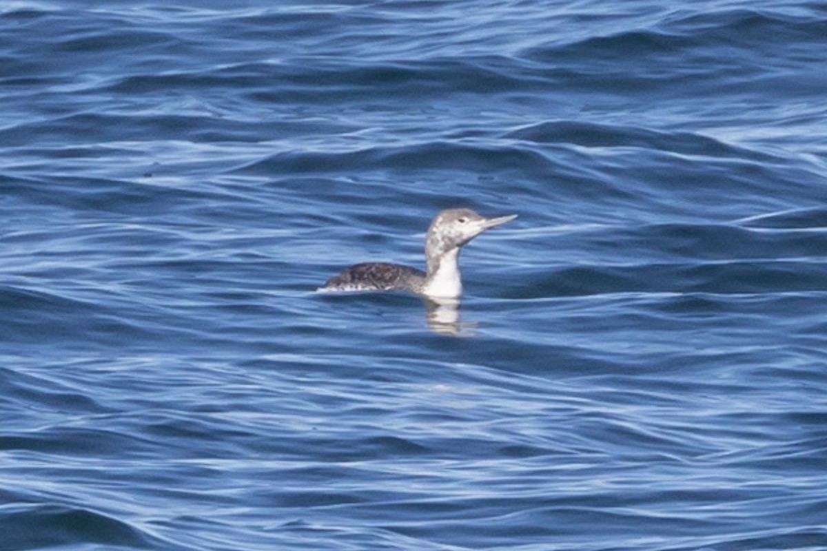 Red-throated Loon - ML620883929