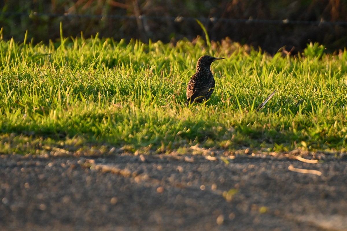 European Starling - ML620883931