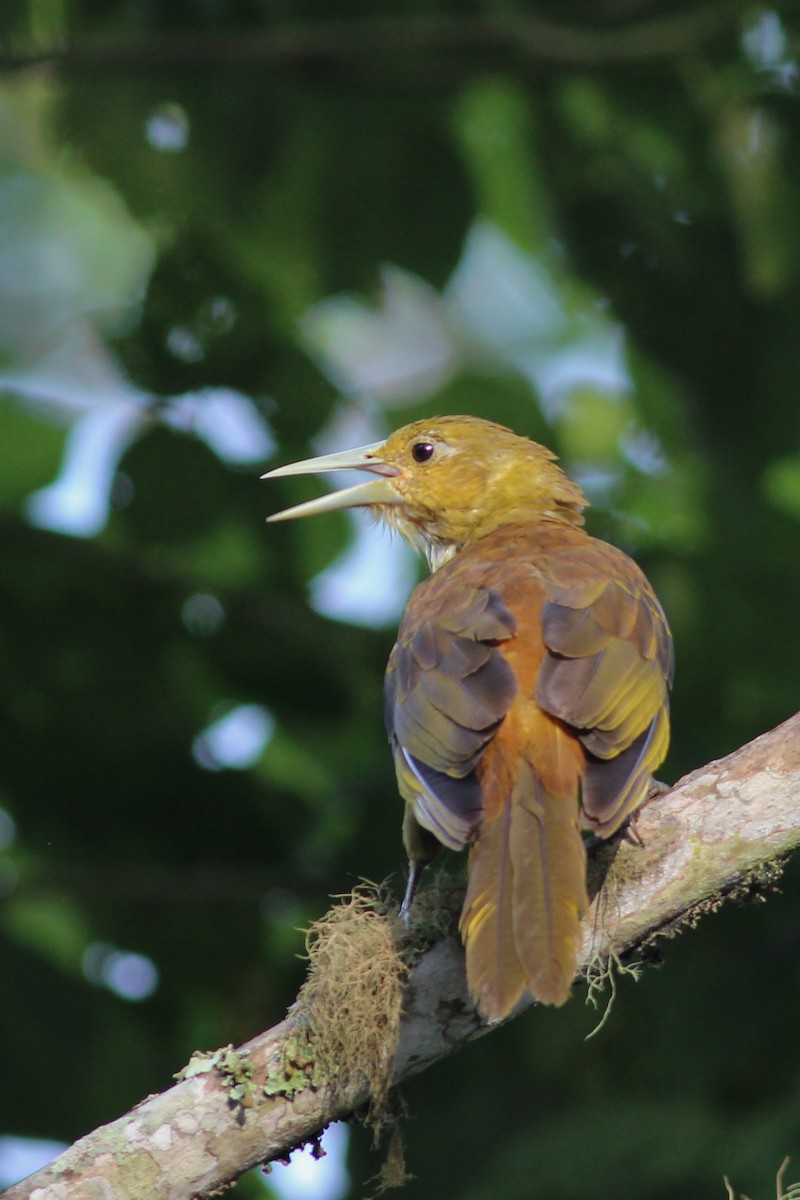 Russet-backed Oropendola - ML620883934