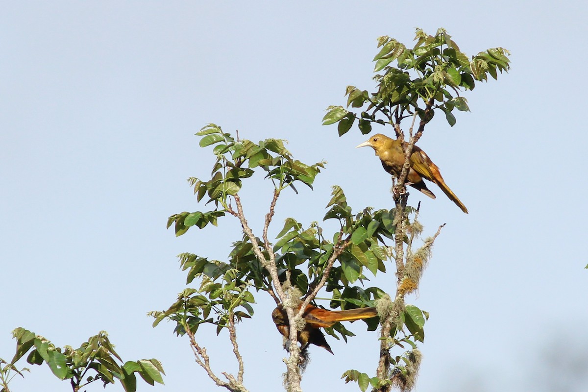 Russet-backed Oropendola - ML620883935