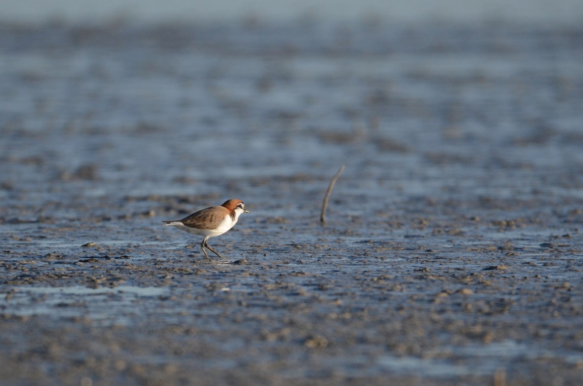 Red-capped Plover - ML620883938