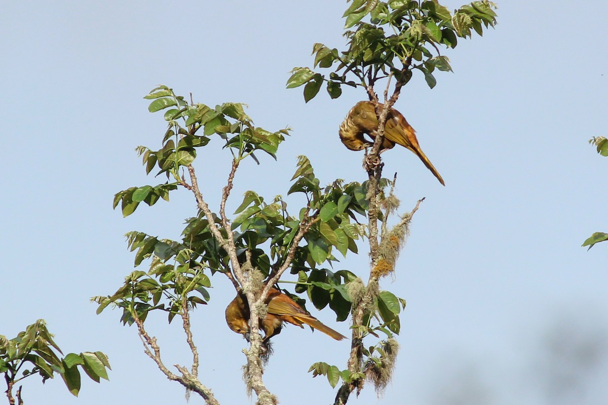 Russet-backed Oropendola - ML620883939