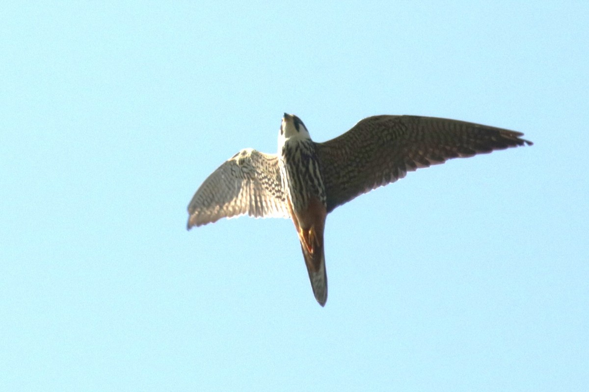 Eurasian Hobby - ML620883941