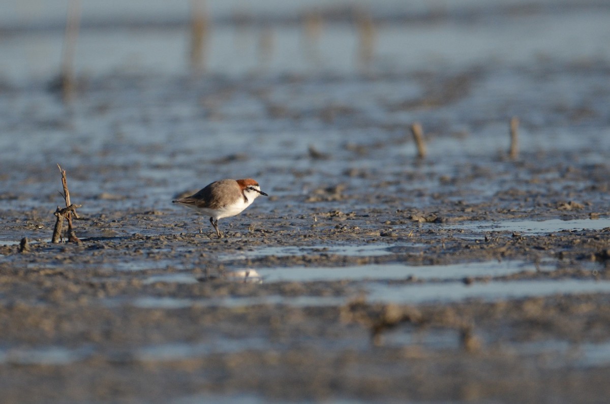 Red-capped Plover - Lucas Russell