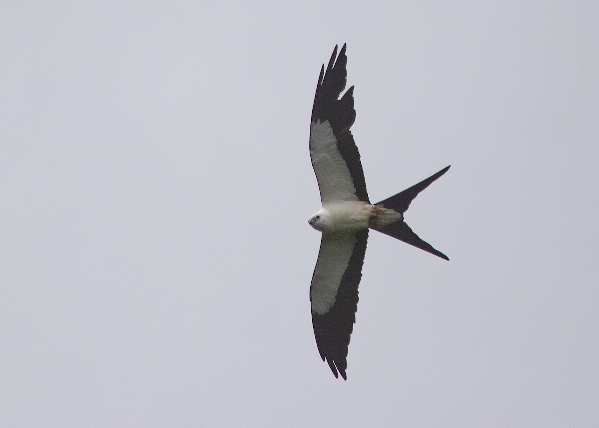Swallow-tailed Kite - ML620883944
