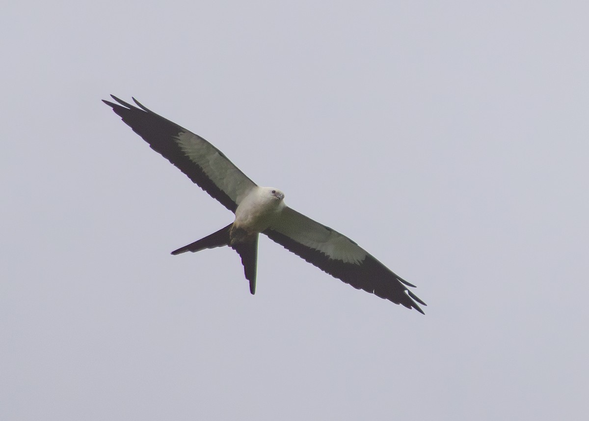 Swallow-tailed Kite - ML620883945