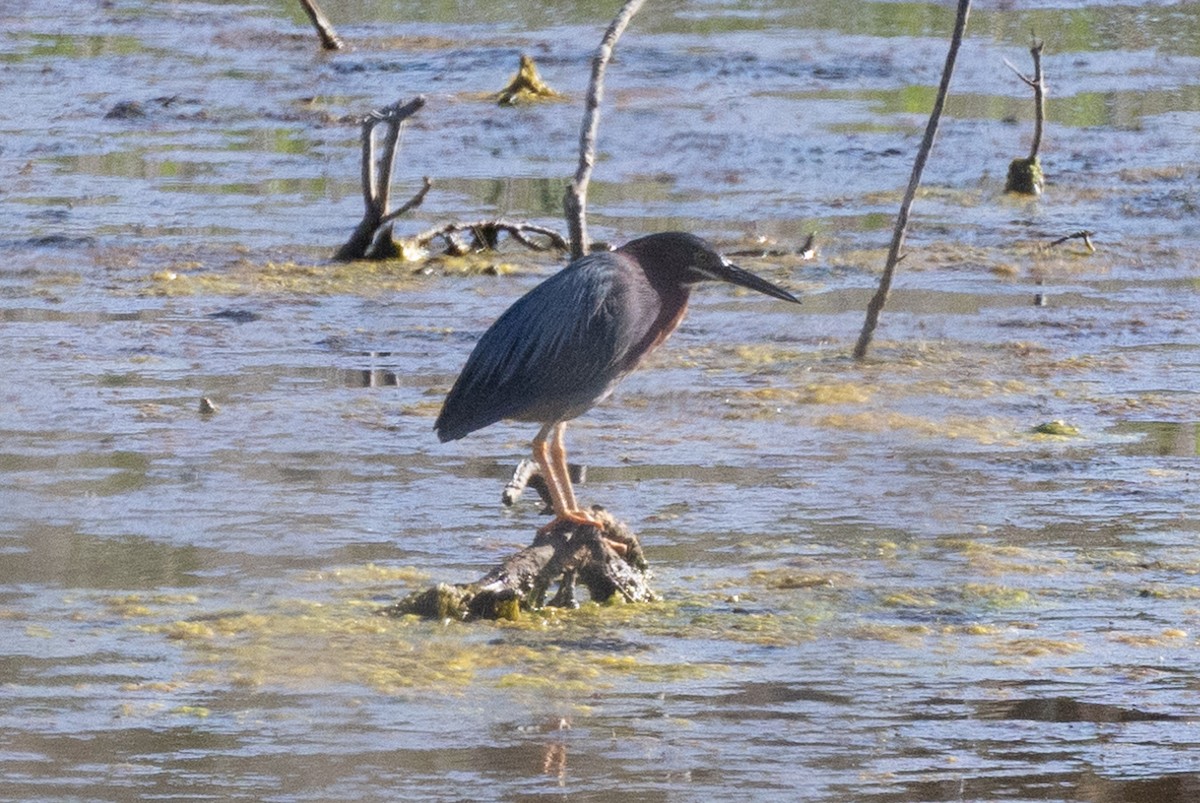 Green Heron - ML620883954