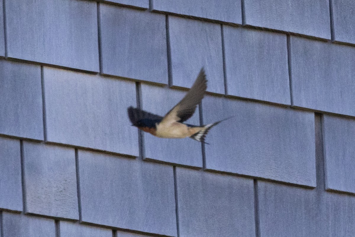 Barn Swallow - ML620883956