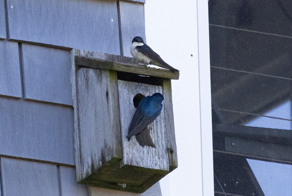 Tree Swallow - John Reynolds