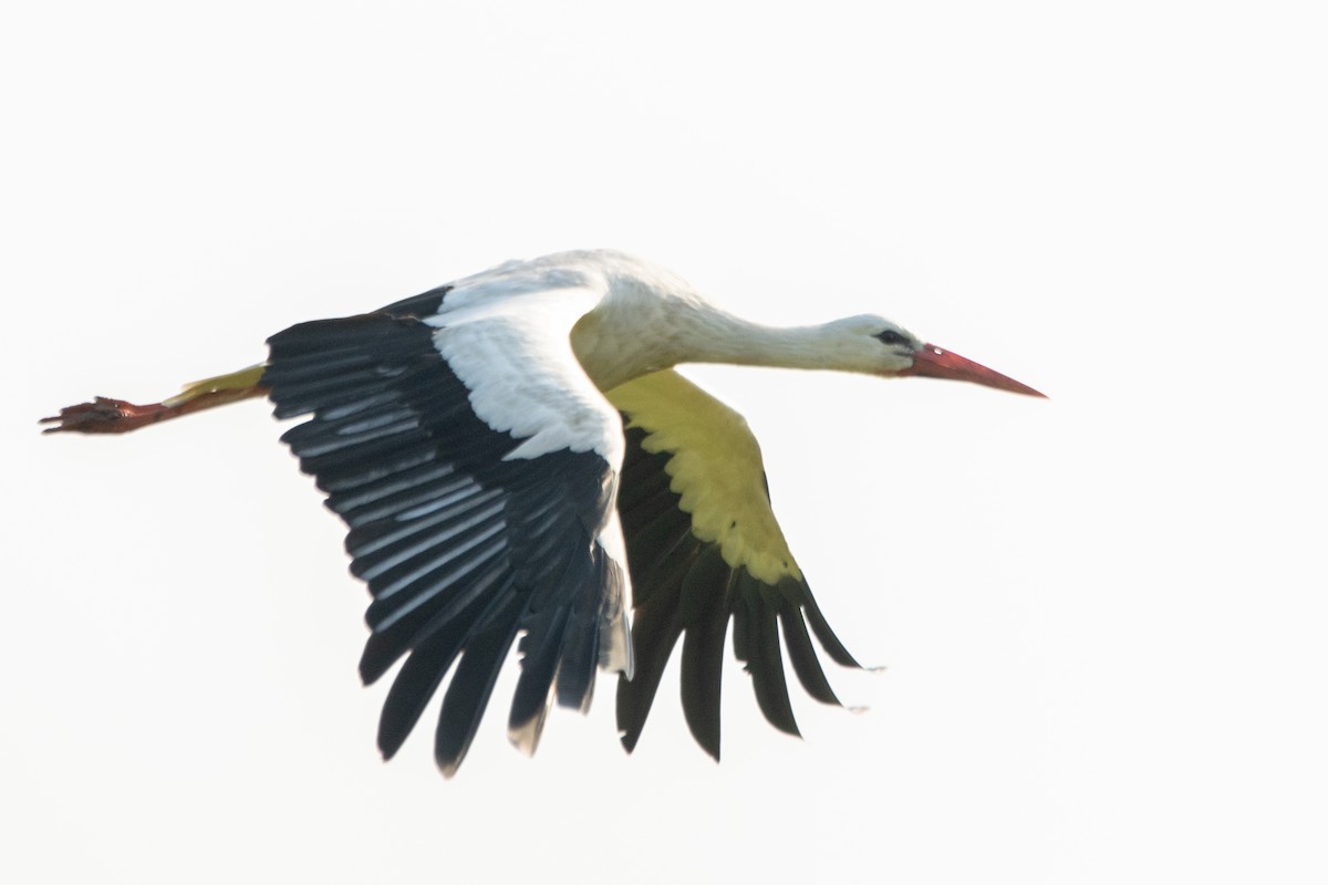 stork - ML620883962