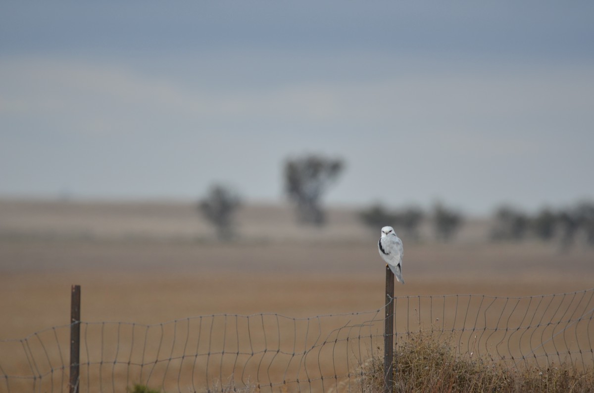 Black-shouldered Kite - Lucas Russell