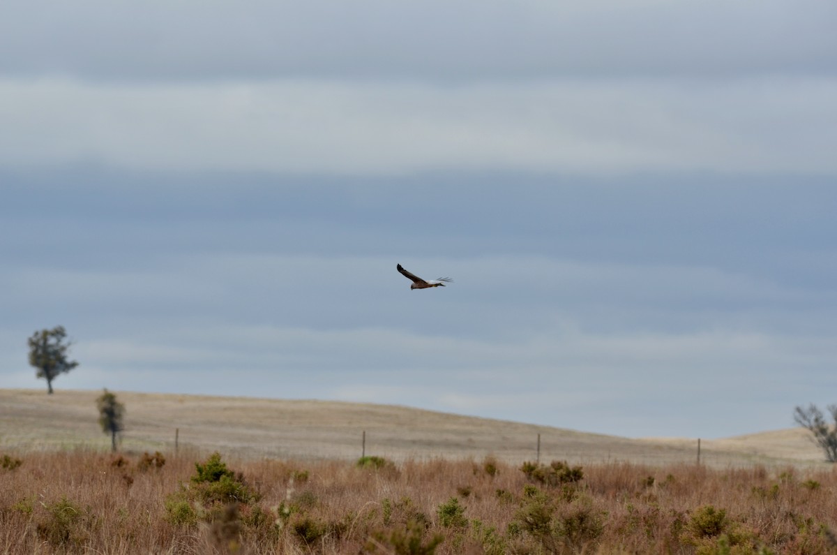 Spotted Harrier - ML620883967