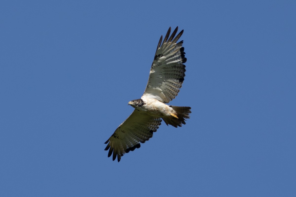 Augur Buzzard - ML620883968