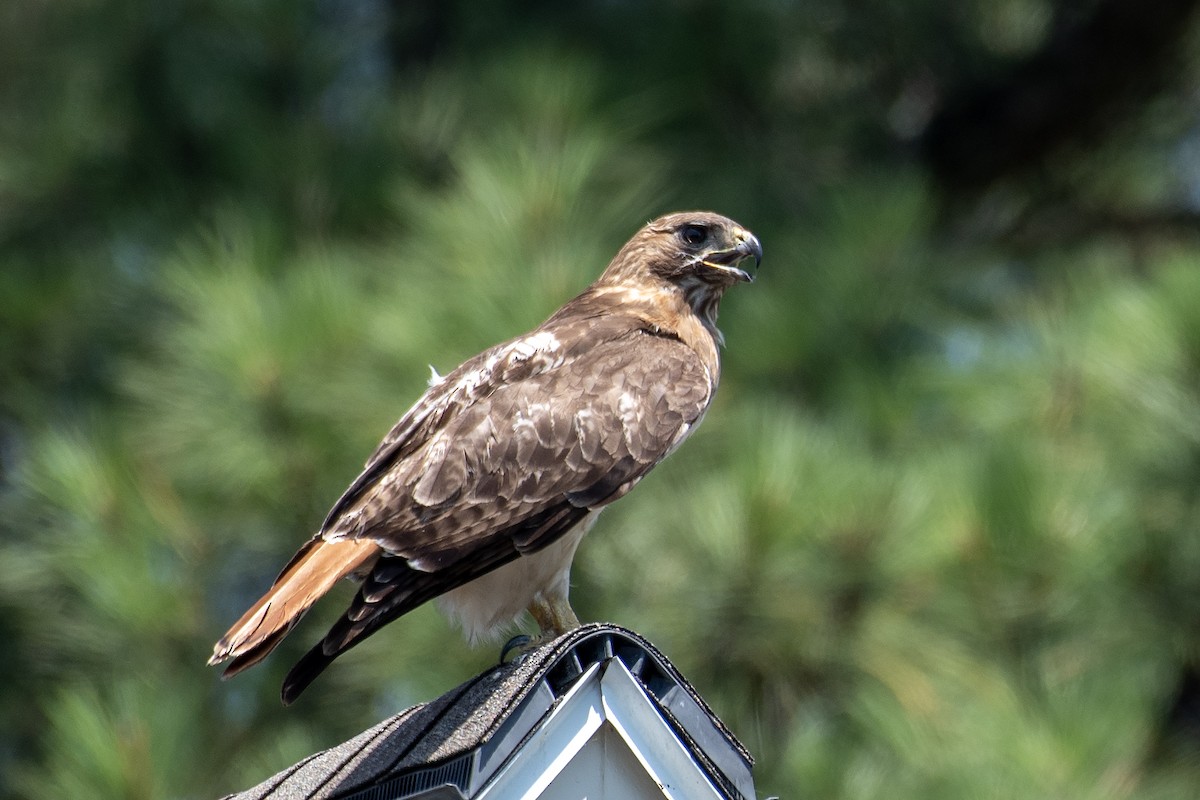 Red-tailed Hawk - ML620883980