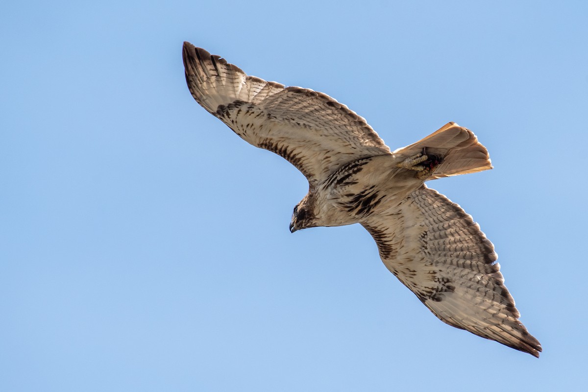 Red-tailed Hawk - ML620883981