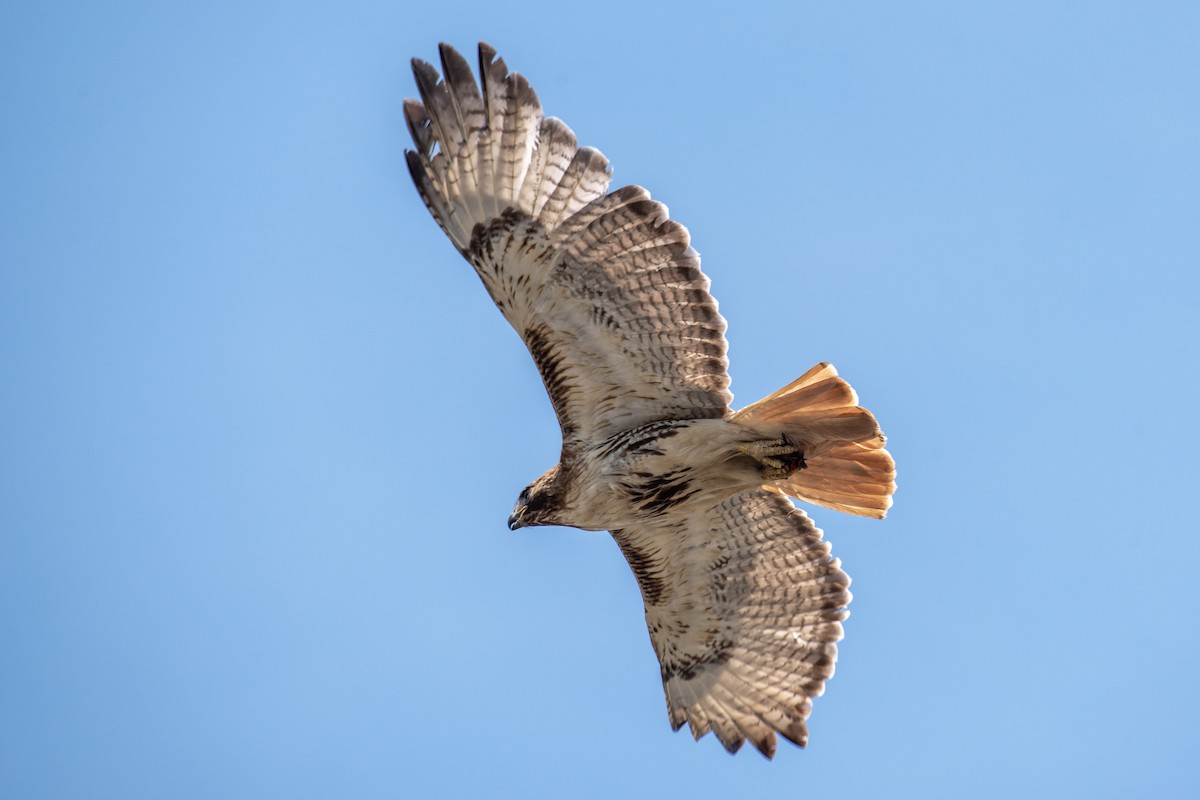 Red-tailed Hawk - Donna Wadsley