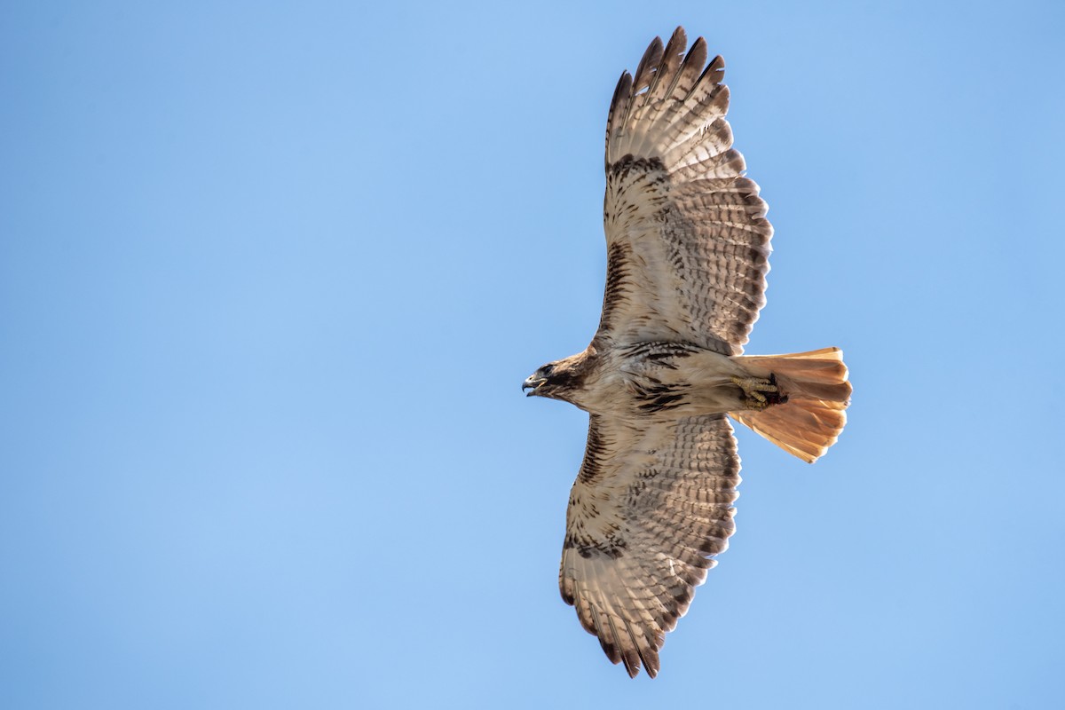 Red-tailed Hawk - ML620883984