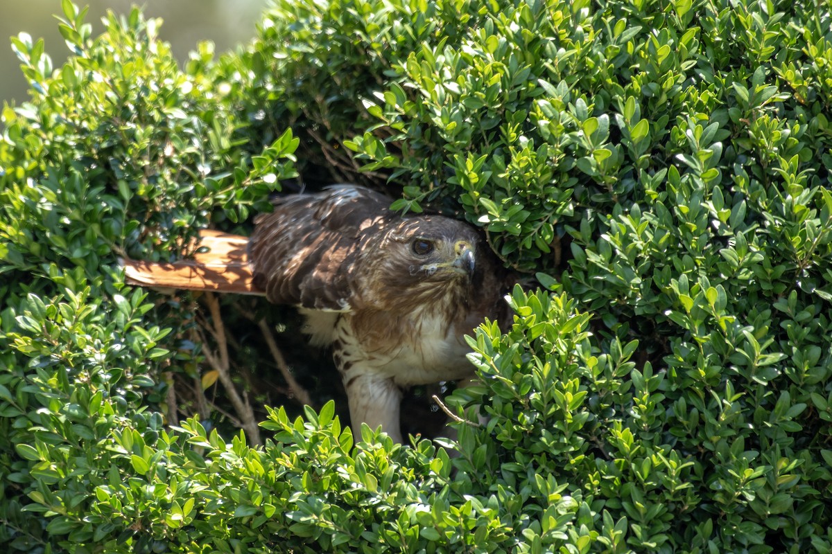 Red-tailed Hawk - ML620883986