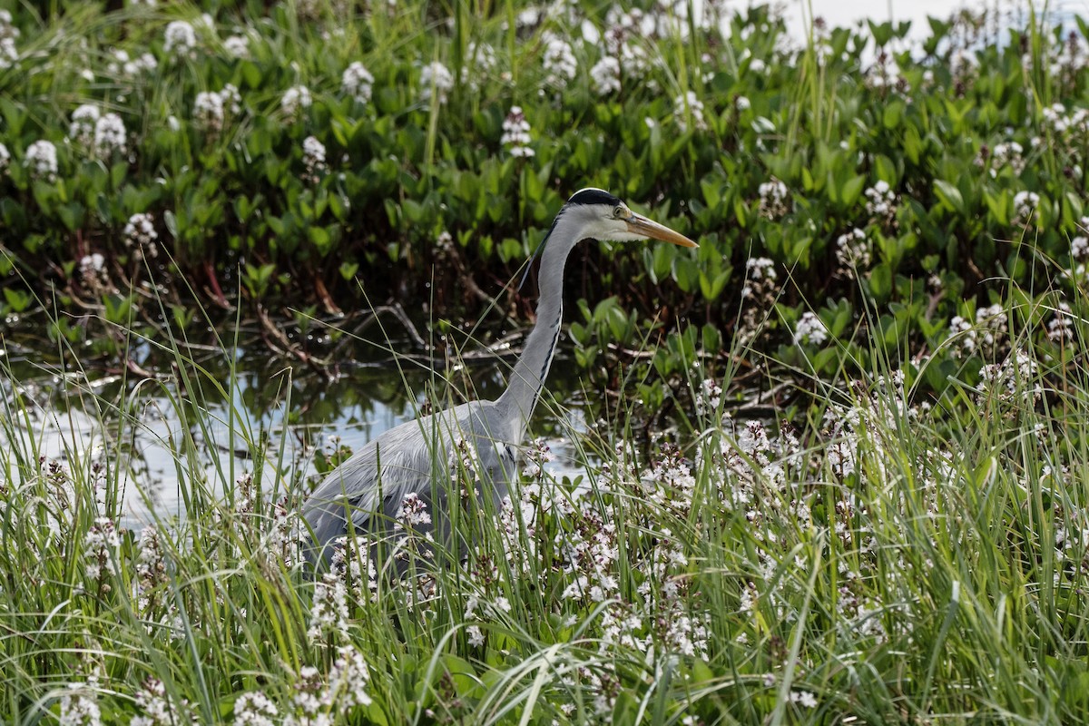 Gray Heron - ML620883988