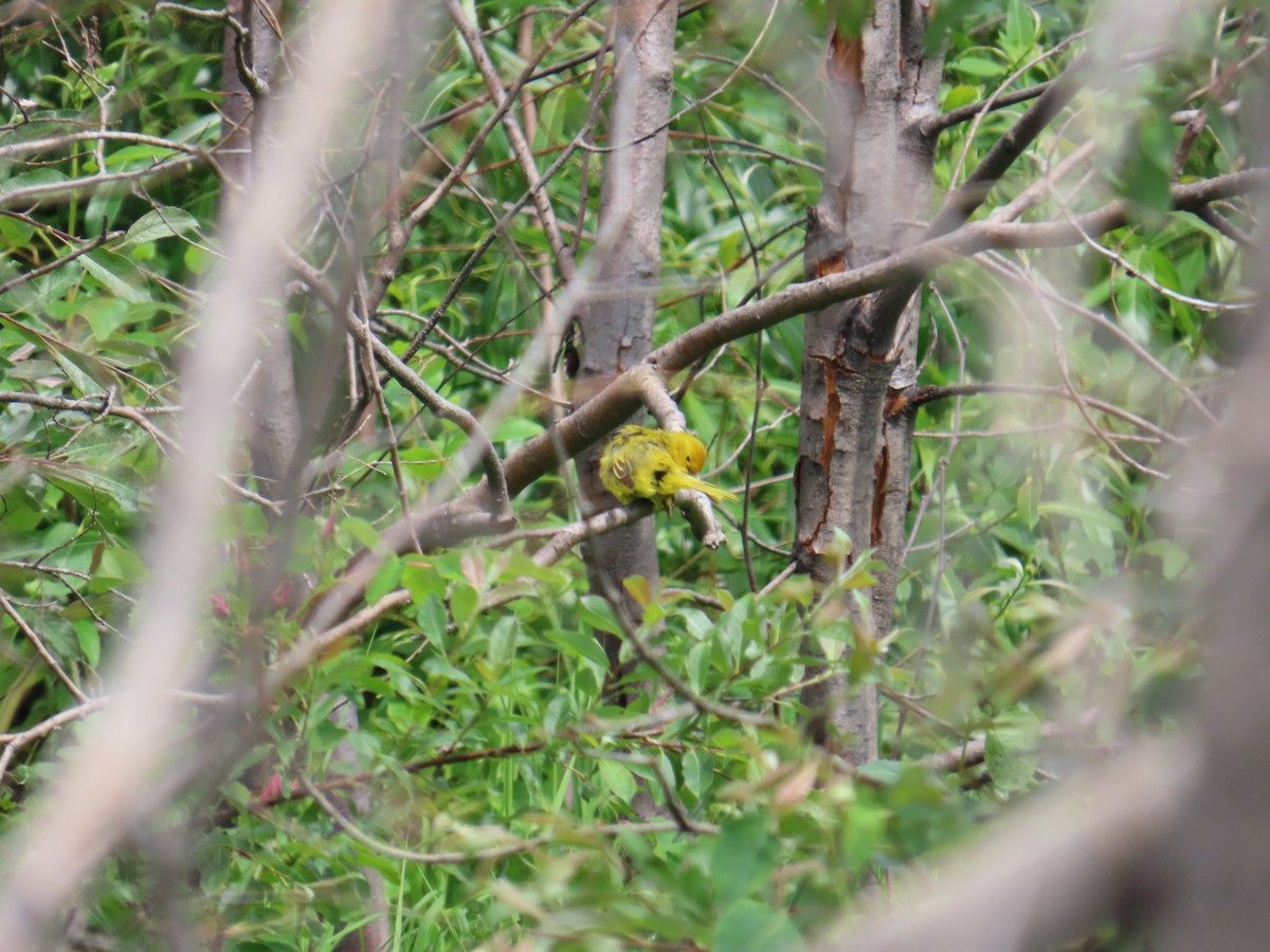 Yellow Warbler - ML620883992