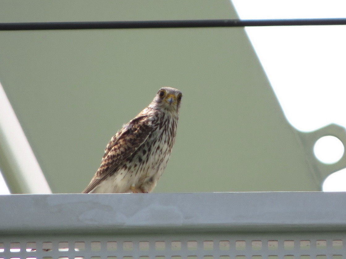 Eurasian Kestrel - ML620883999