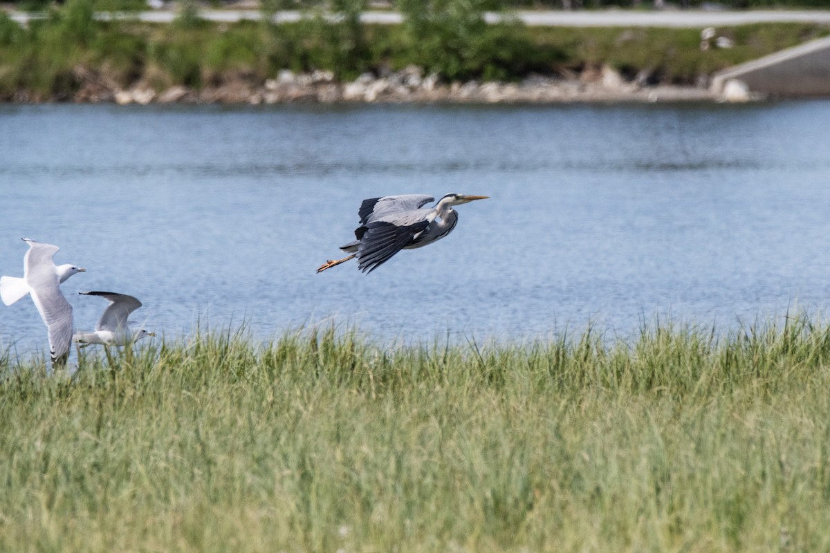 Gray Heron - ML620884000