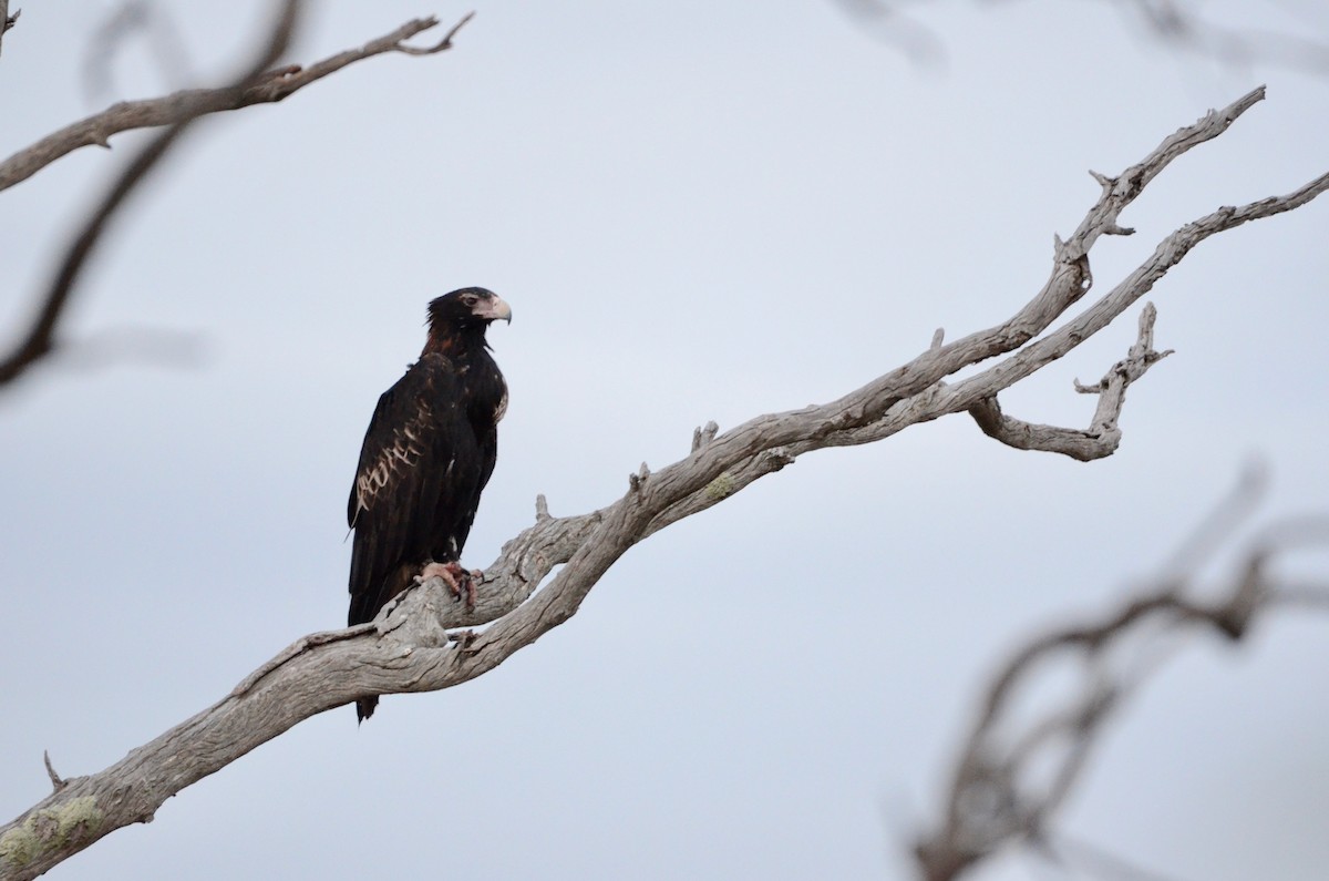 Wedge-tailed Eagle - Lucas Russell
