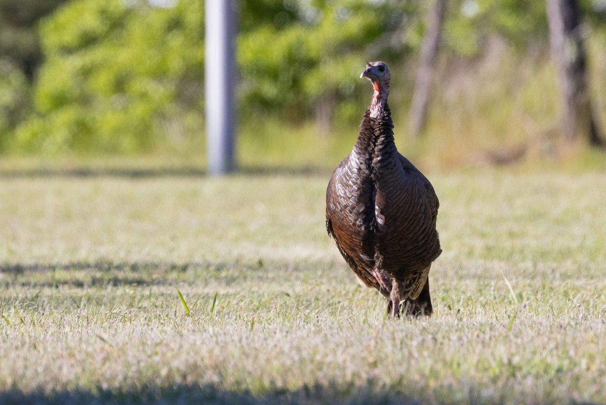 Wild Turkey - ML620884008