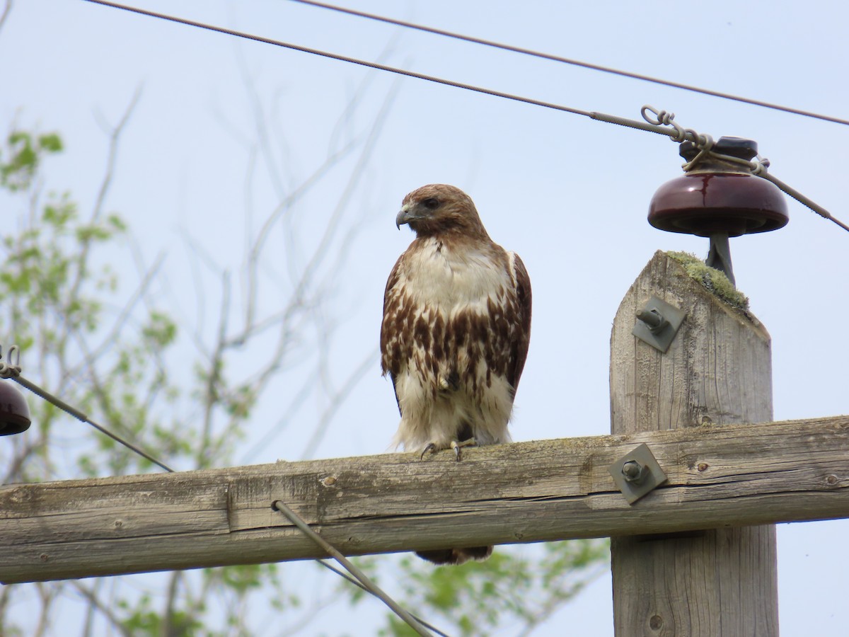 Red-tailed Hawk - ML620884009