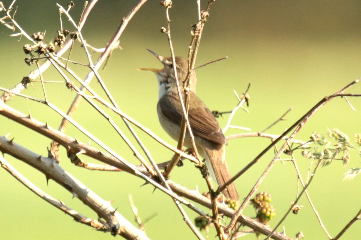 Blyth's Reed Warbler - ML620884011