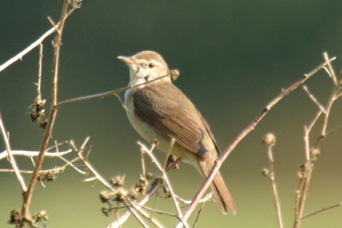 Blyth's Reed Warbler - ML620884012