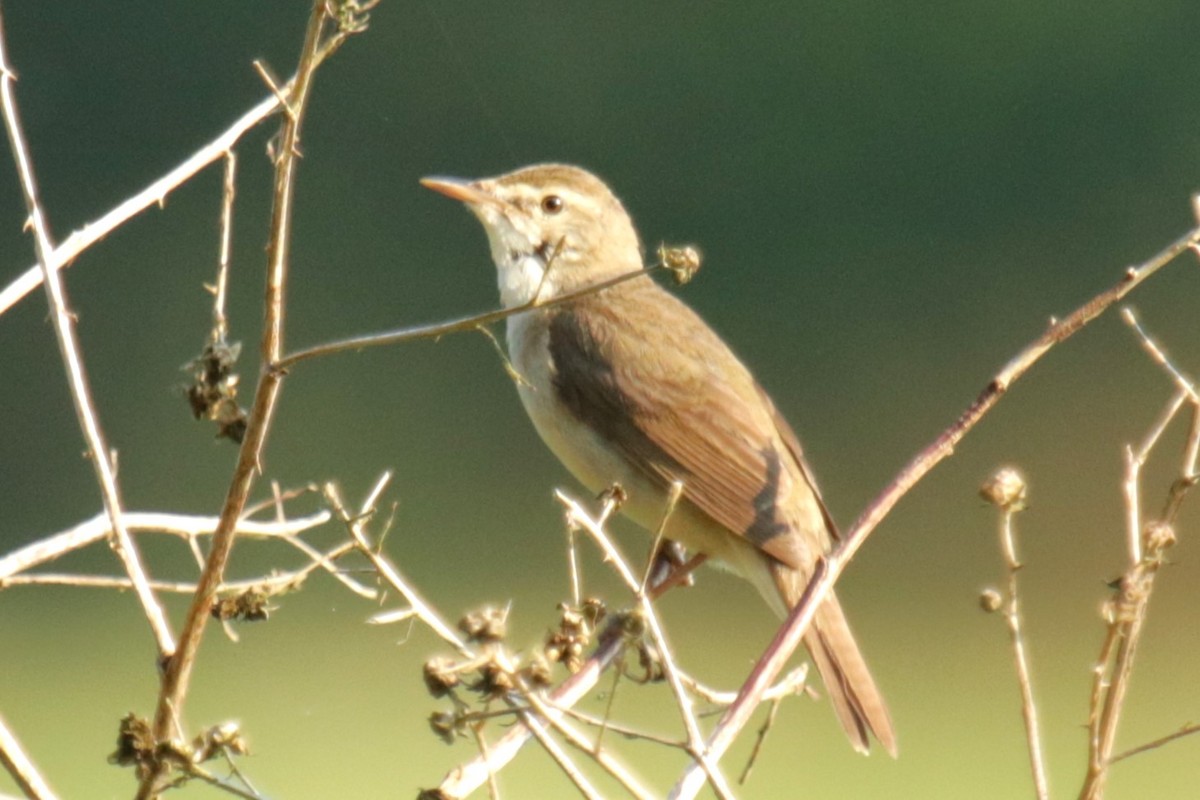 Blyth's Reed Warbler - ML620884013