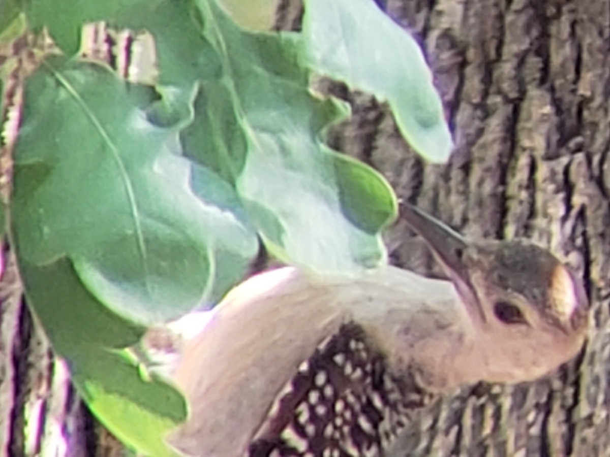 Red-bellied Woodpecker - Michelle Spacek