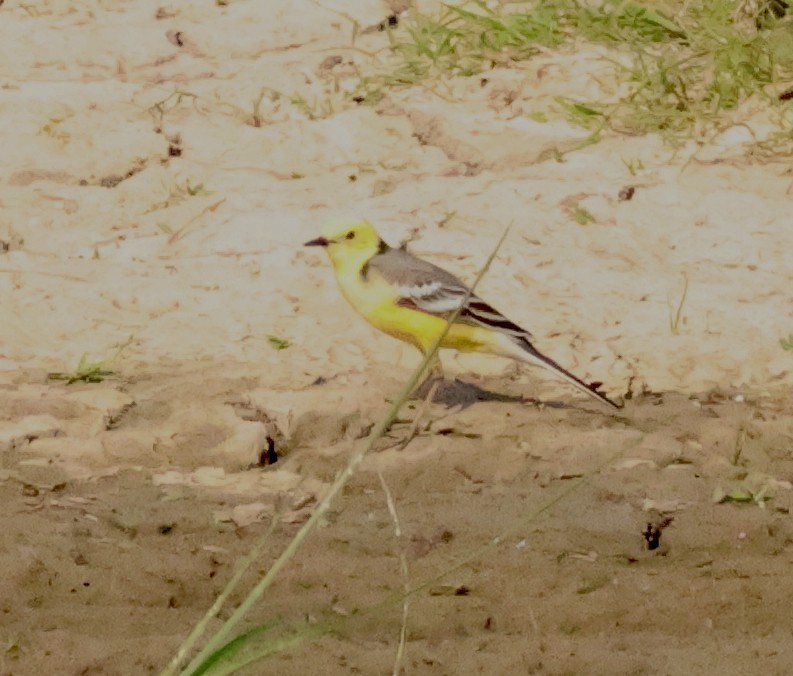 Citrine Wagtail - Murray DELAHOY