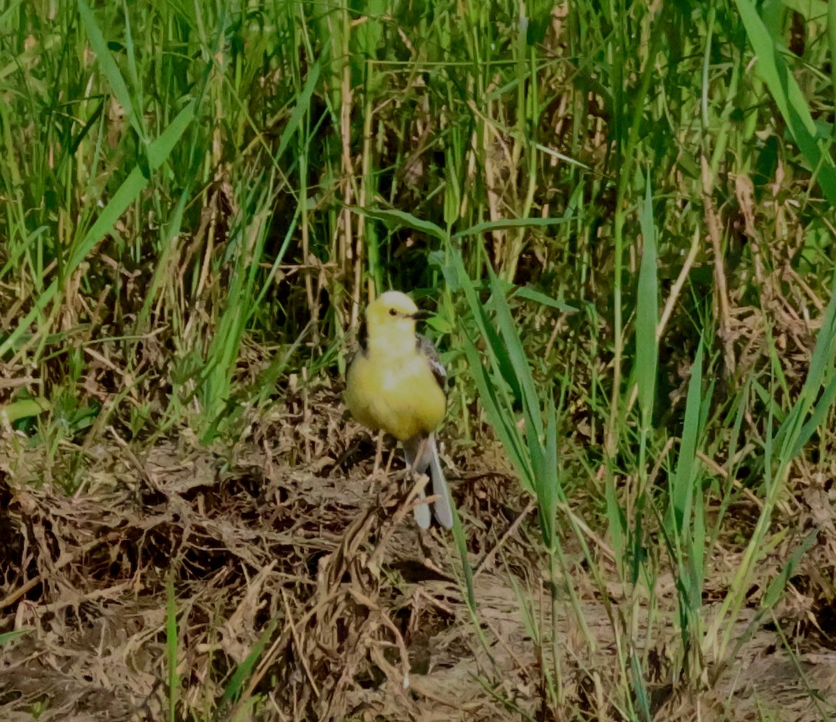 Citrine Wagtail - Murray DELAHOY