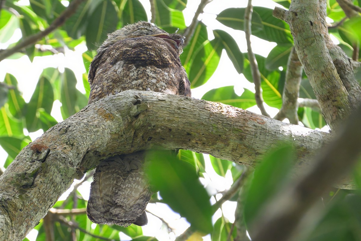 Great Potoo - ML620884024