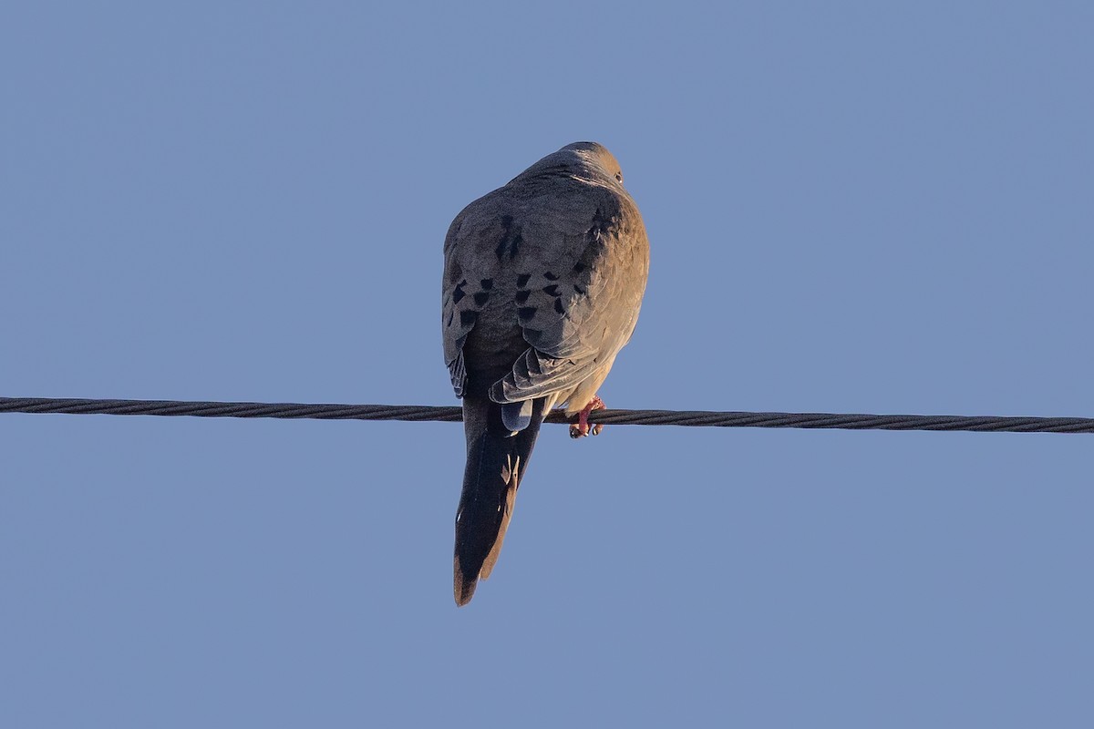 Mourning Dove - ML620884027