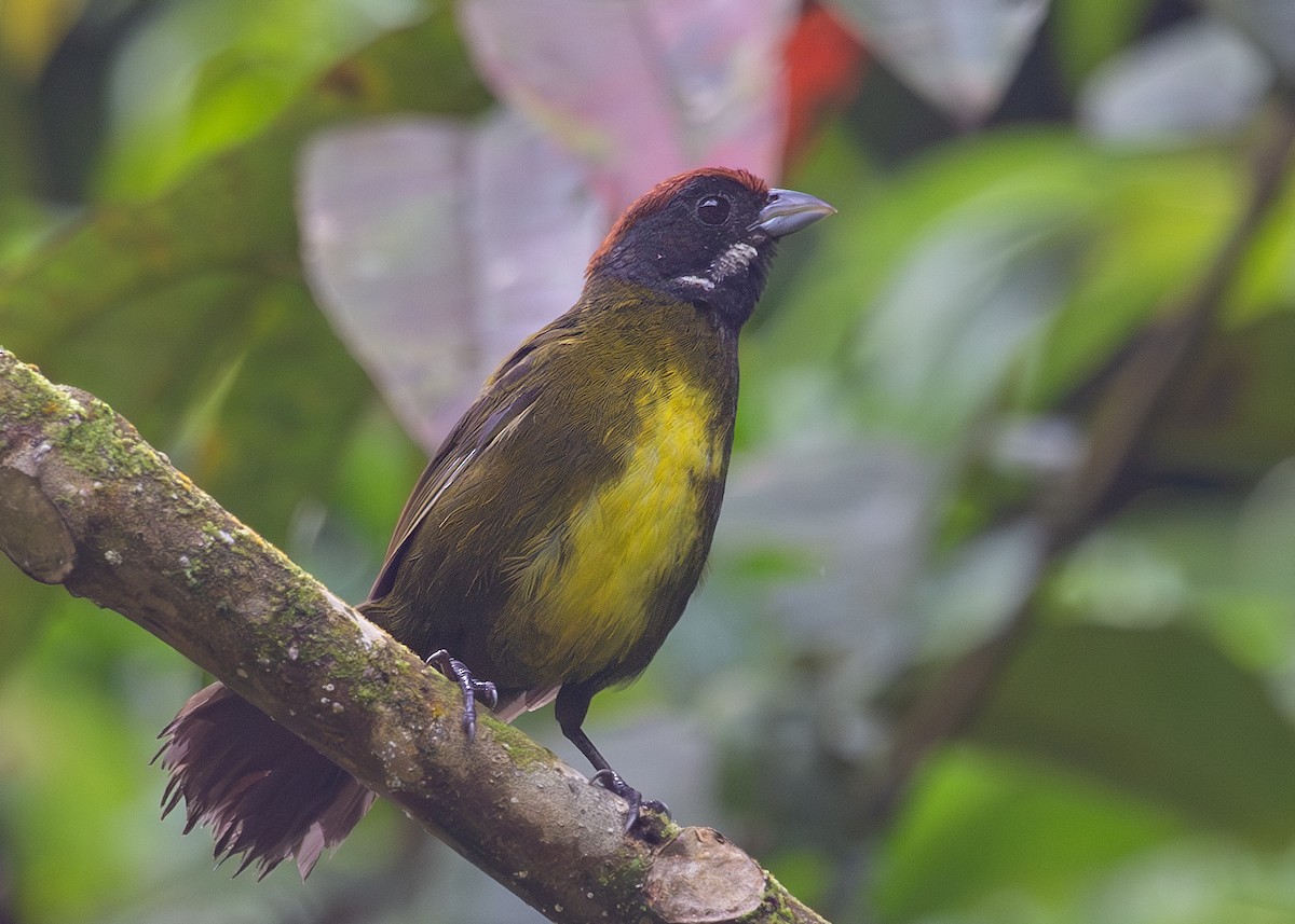 Sooty-faced Finch - Nathaniel Dargue