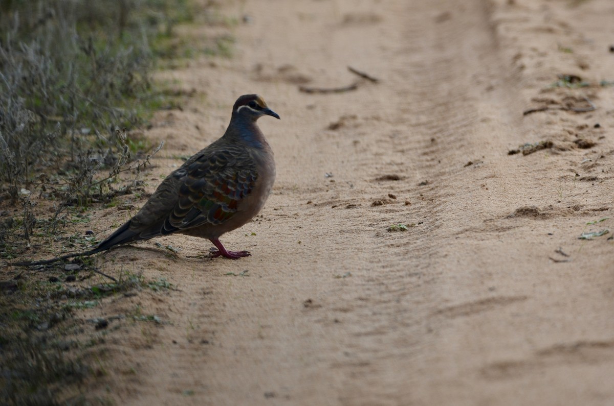 Common Bronzewing - ML620884033