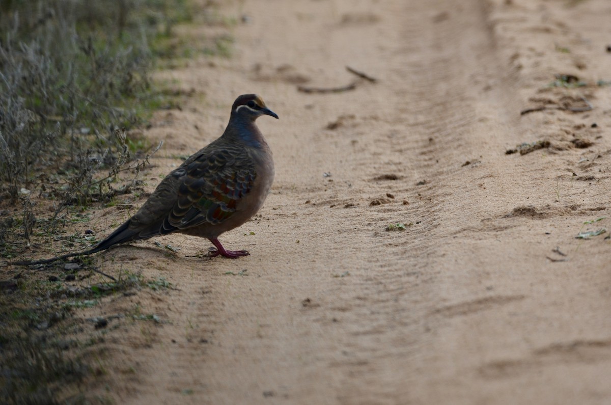 Common Bronzewing - Lucas Russell