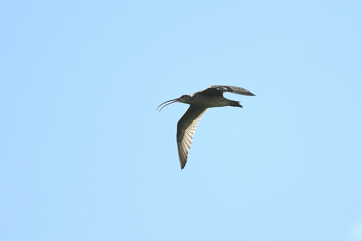 Far Eastern Curlew - Joye Zhou