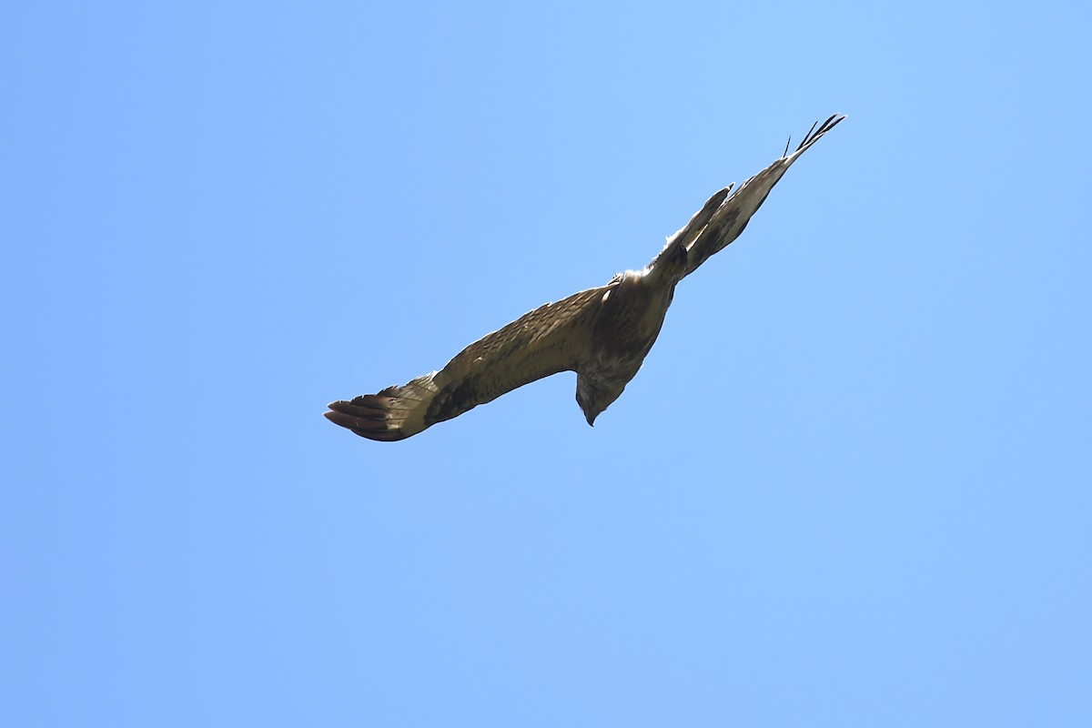 Eastern Buzzard - ML620884038