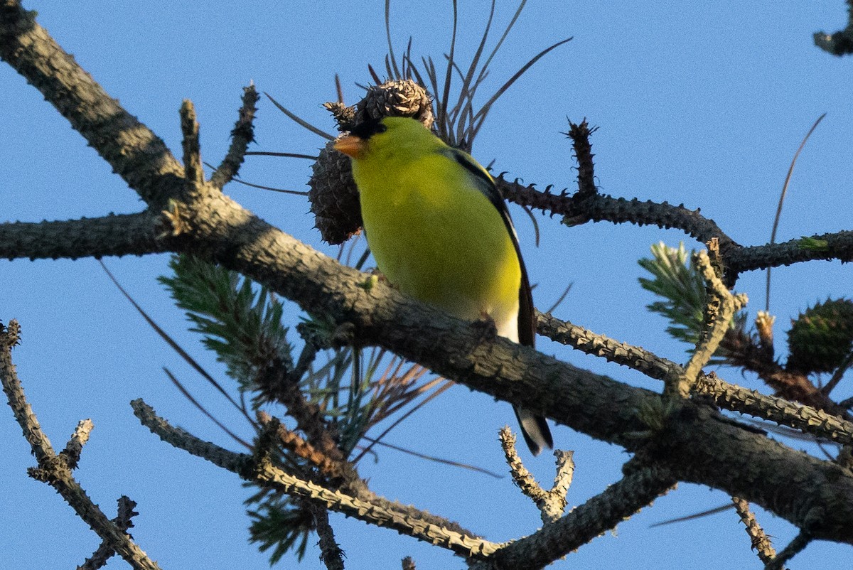 American Goldfinch - ML620884039