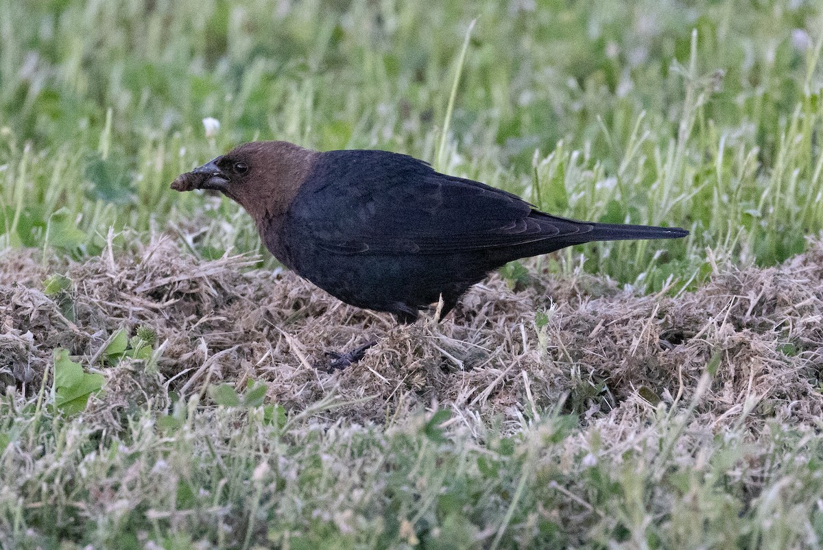 Brown-headed Cowbird - ML620884043