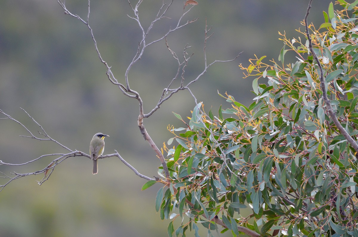 Purple-gaped Honeyeater - ML620884046