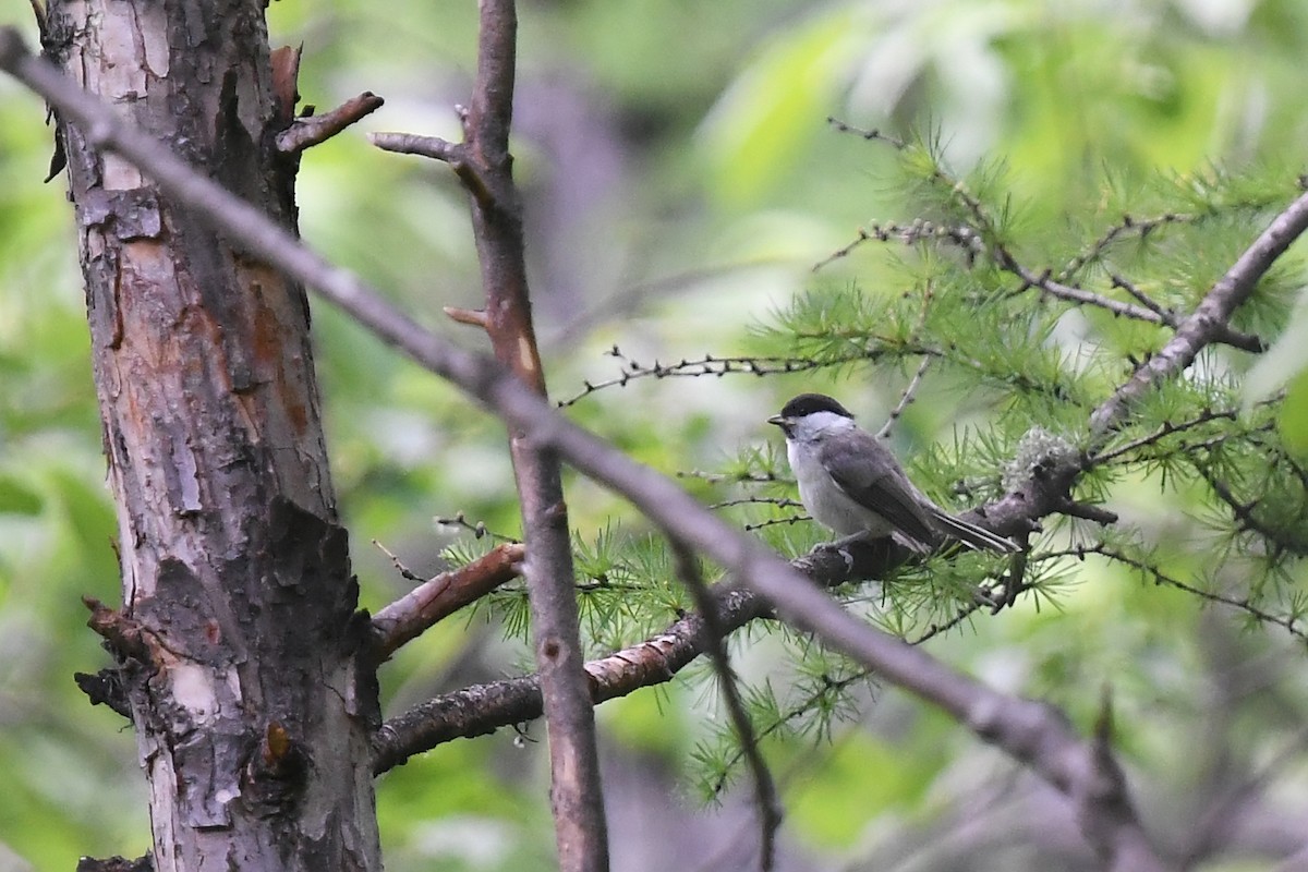 Marsh Tit - ML620884047