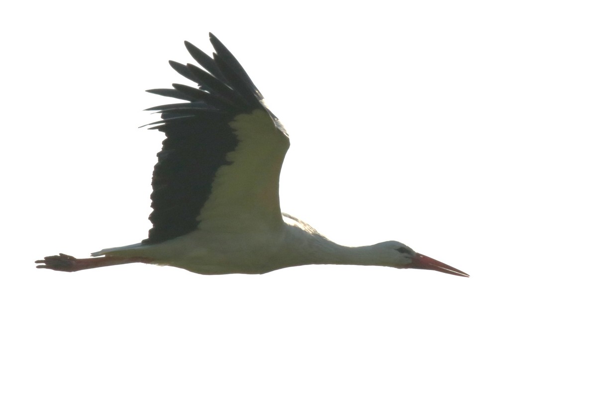 stork - ML620884052