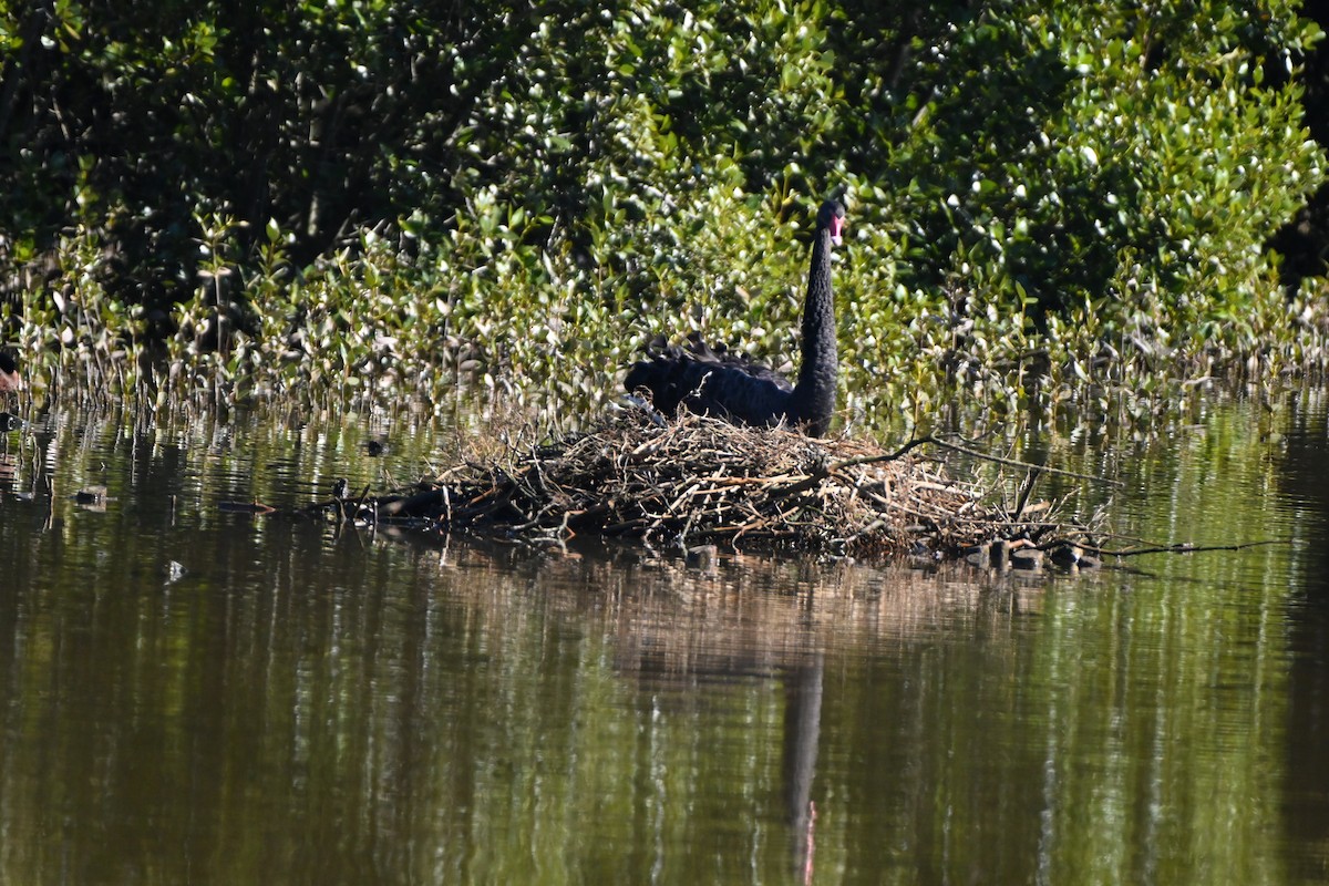 Cisne Negro - ML620884053