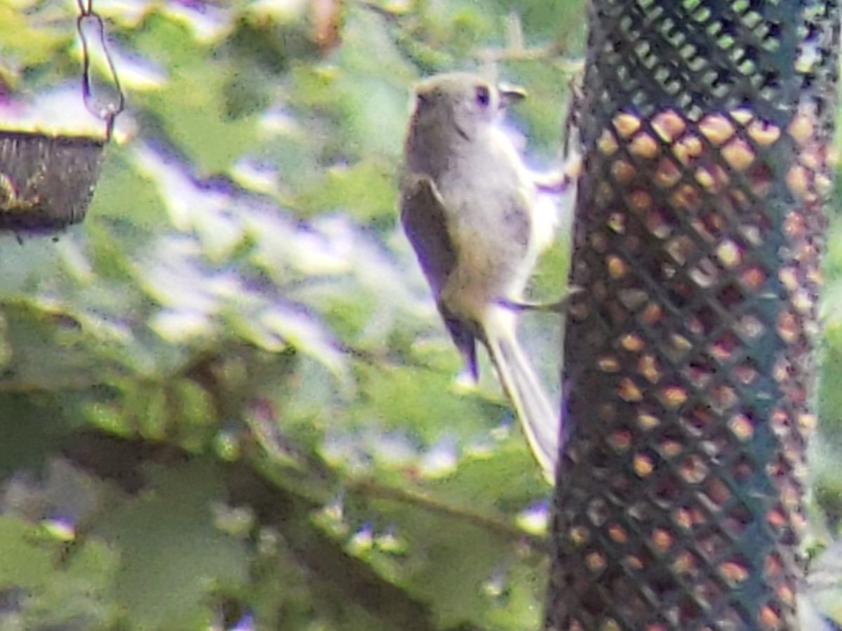 Tufted Titmouse - ML620884057